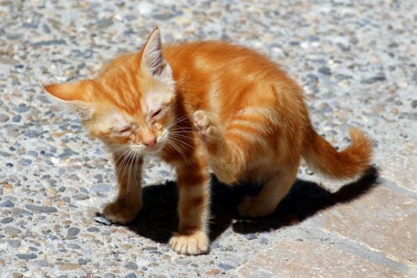 Picazón Excesiva en Gatos