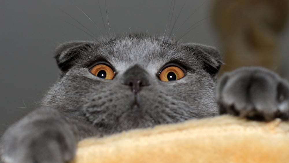 Razas Inusuales: Scottish Fold