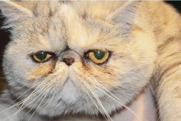 Soluciona el aburrimiento de tu gato de 6 formas sencillas