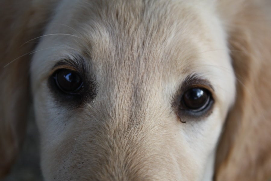 ¿Qué te está diciendo tu perro con sus ojos?