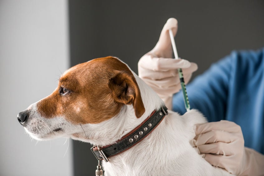 First-year vaccinations: A guide for puppies