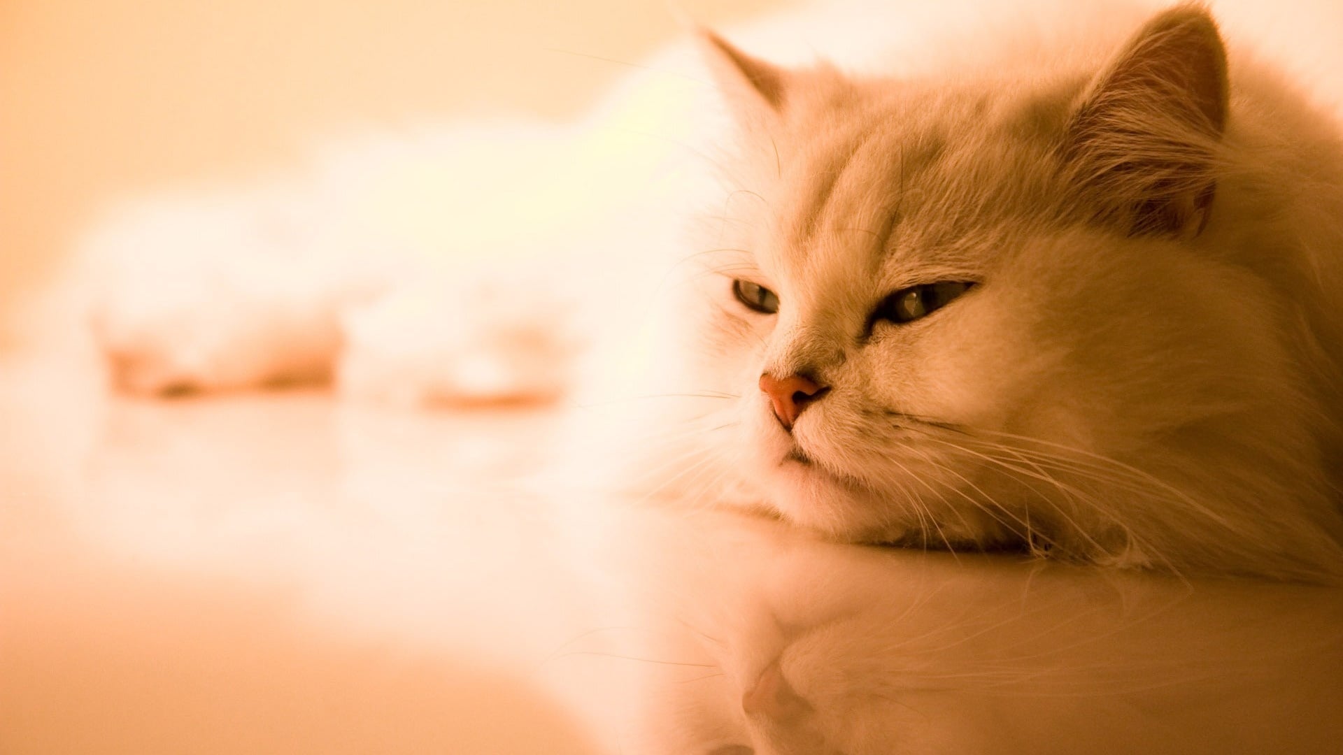8 Señales de Aburrimiento en Gatos de Interior
