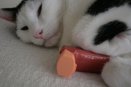 Gatos y Asma