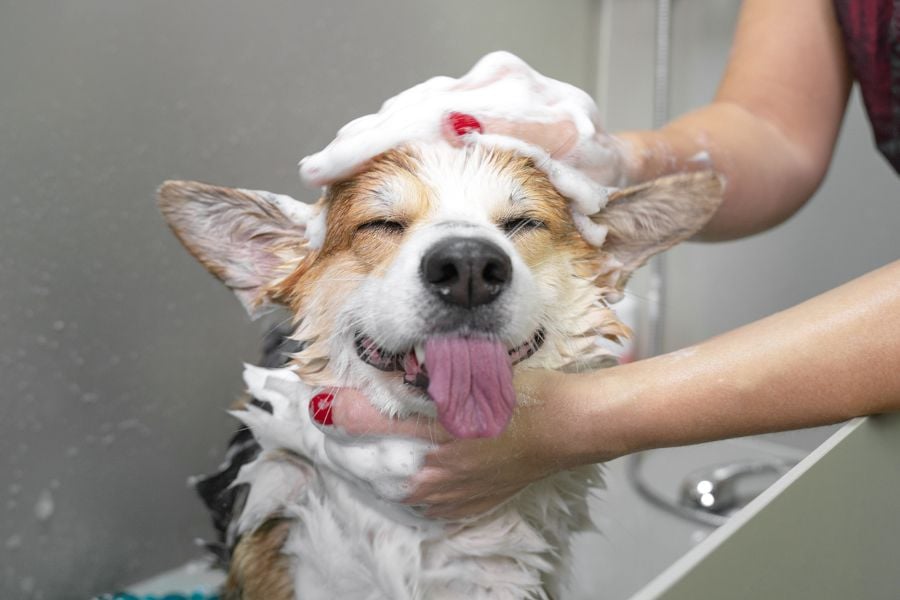Splish Splash! Your Top Dog Bath FAQs Answered with Flair