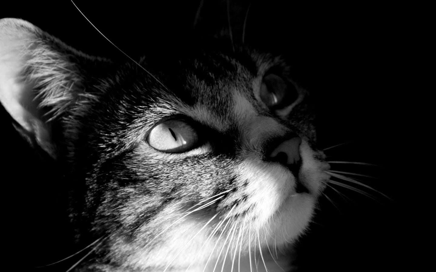 Saber Cuándo Eutanasiar a Tu Mascota