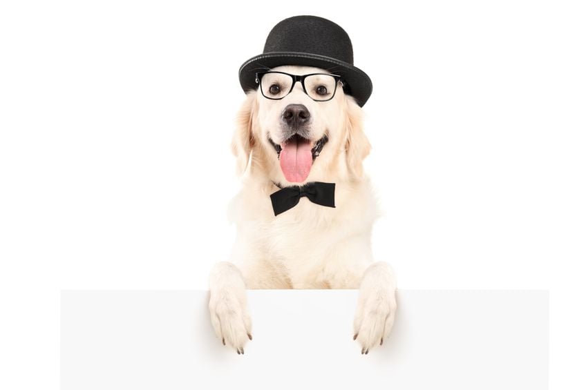 Signs your dog is losing his vision
