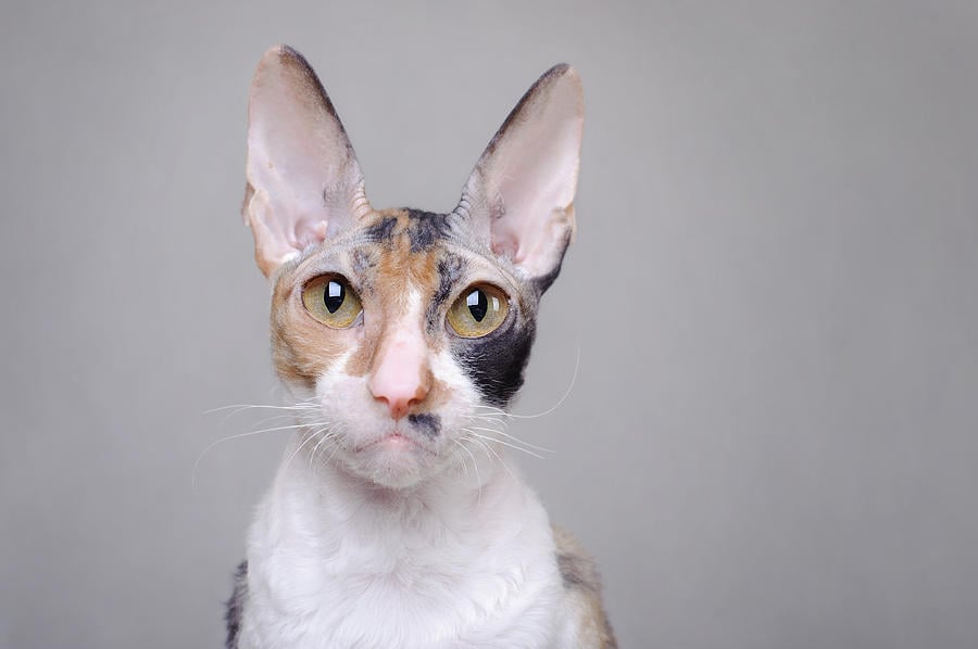 Unusual Breeds: Cornish Rex