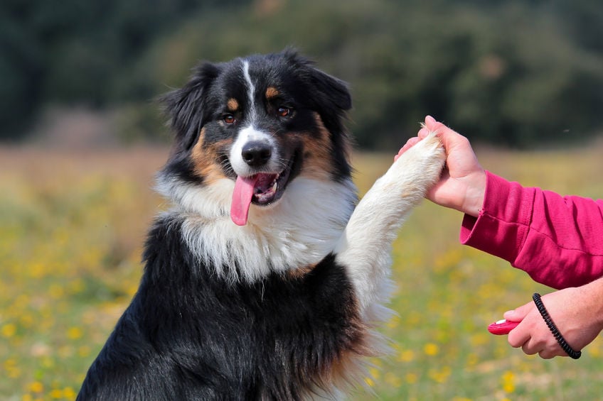 Five tips to help your dog live a longer life