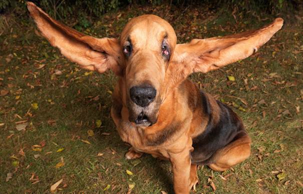 Cómo Cuidar las Orejas de tu Perro