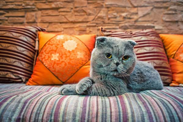 4 Formas de Elegir al Cuidador de Gatos Perfecto