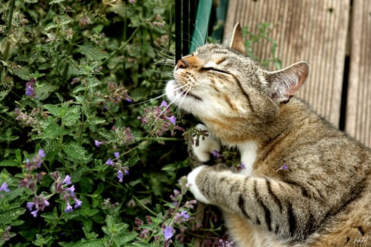 ¿Por qué los gatos aman la hierba gatera?