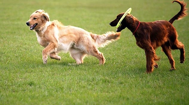 How to Socialize Your New Dog