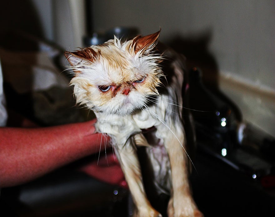 ¿Por Qué Los Gatos Odian El Agua?