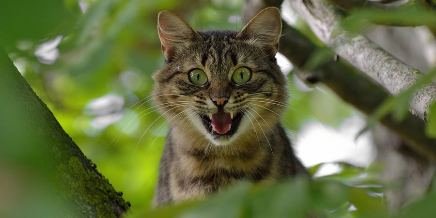 How to handle an aggressive cat