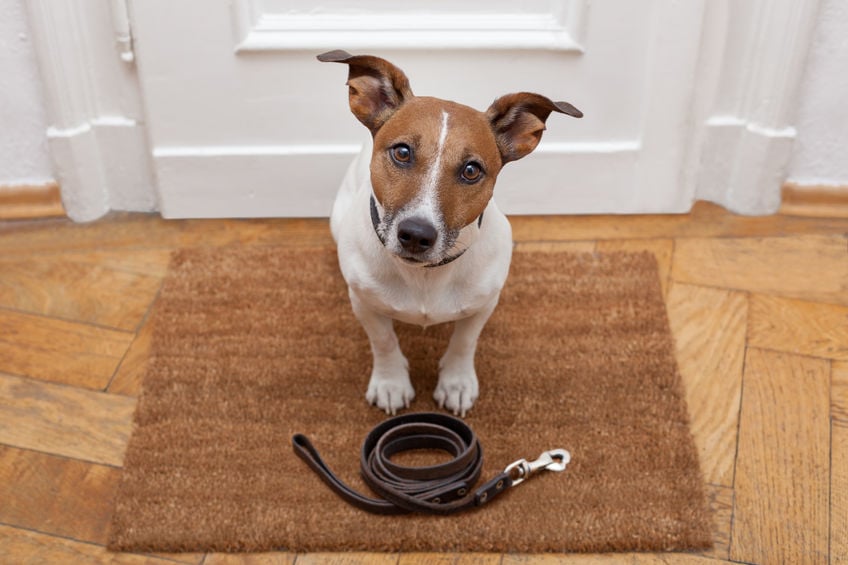 How to replace dogs’ problem behaviors using differential reinforcement