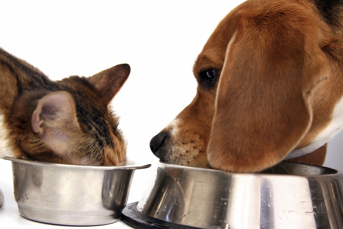 How To Read Pet Food Labels Effectively