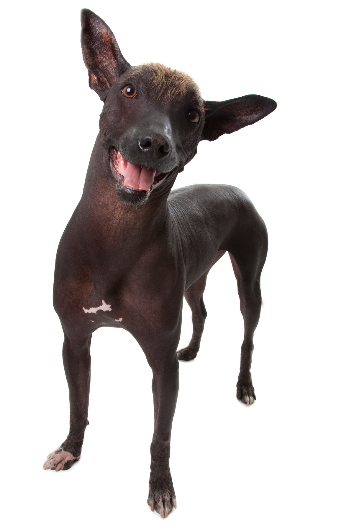 Razas Inusuales: El Xoloitzcuintle