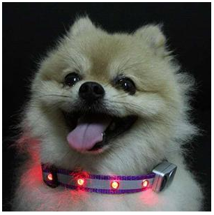 Collares Luminosos para Perros