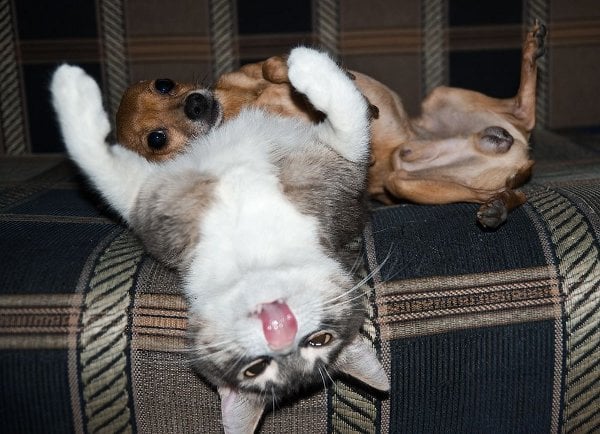 Los Curiosos Hábitos de los Perros y los Gatos
