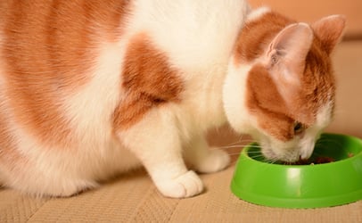 ¿Cuál es el mejor momento para alimentar a tu gato?