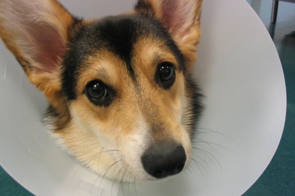 14 Chequeos de Salud que Debes Hacerle a tu Perro
