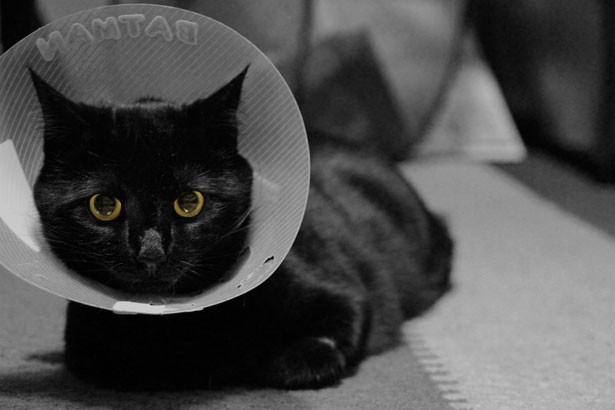 Efectos Secundarios y Reacciones Adversas de Esterilizar a una Gata