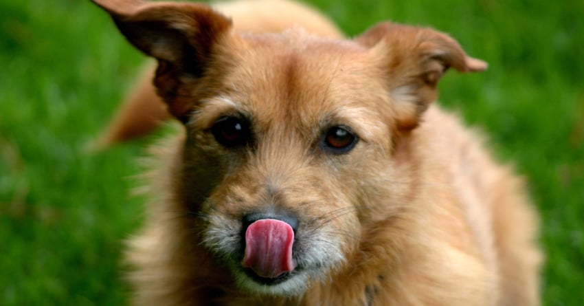 Signs your pet has seasonal allergies and how to help