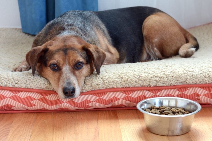 What to do when your dog has an upset stomach