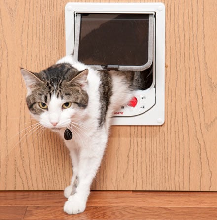 Cómo enseñar a tu gato a usar una gatera por primera vez