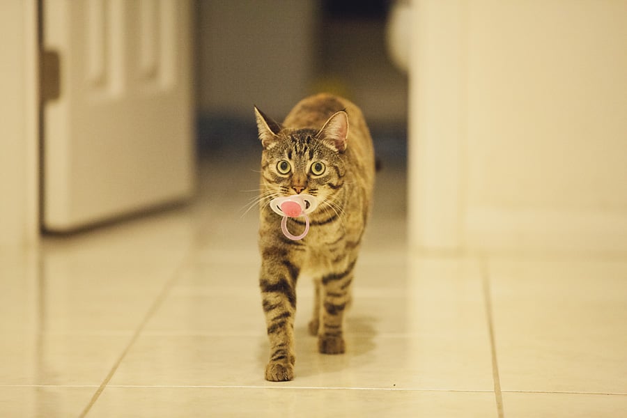 Qué Hacer si Tu Gato Tiene un Problema de Succión