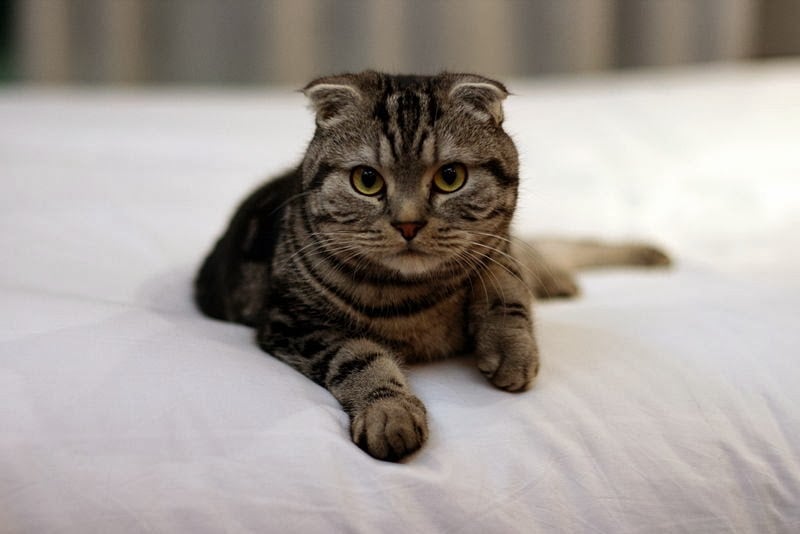 Deformidades Esqueléticas en Gatos