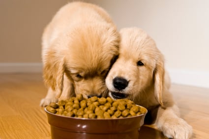 ¿Realmente Necesitan los Cachorros Alimento para Cachorros?