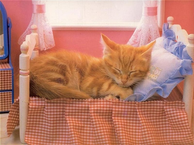 What Sort Of Bed Is Right For Your Cat