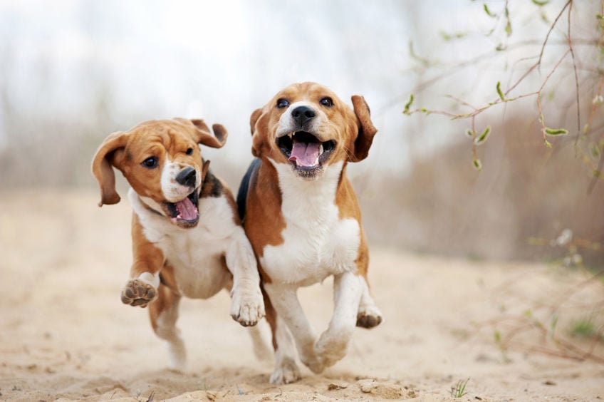 How to handle your high-energy dog