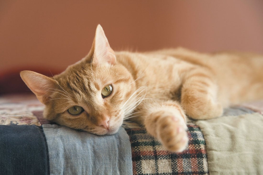 Beneficios para la Salud de Tener un Gato