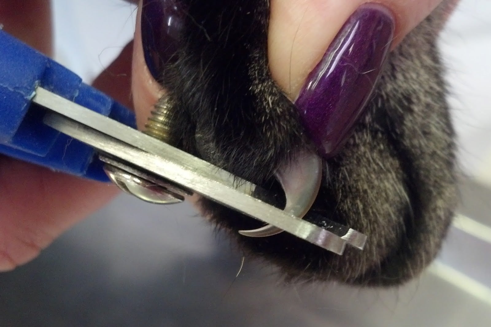 Qué Hacer Si Cortas Demasiado las Uñas de Tu Gato