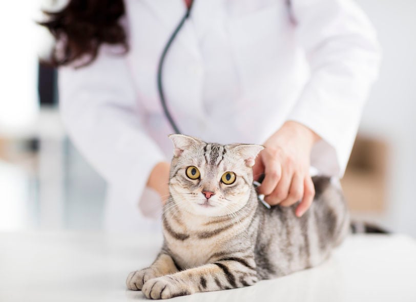 Telltale signs of fatty liver disease in cats and how to treat them