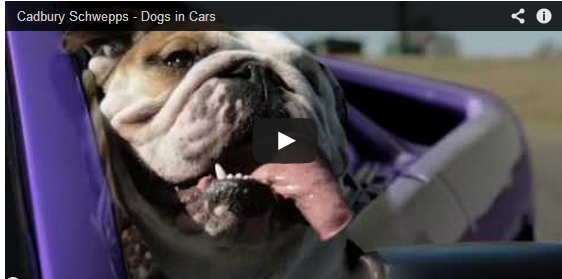 THROWBACK 'PURRS'-DAY: Perros en Coches [VIDEO]