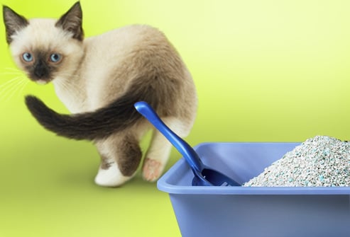 Tipos de arena para gatos
