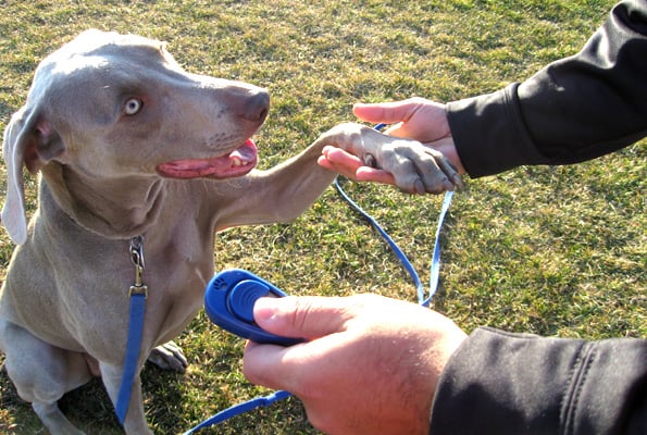 Adiestramiento con Clicker para Tu Perro