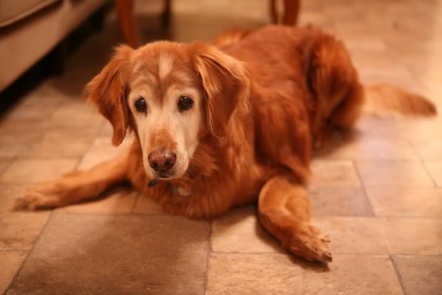 5 Productos Perfectos para Perros Mayores
