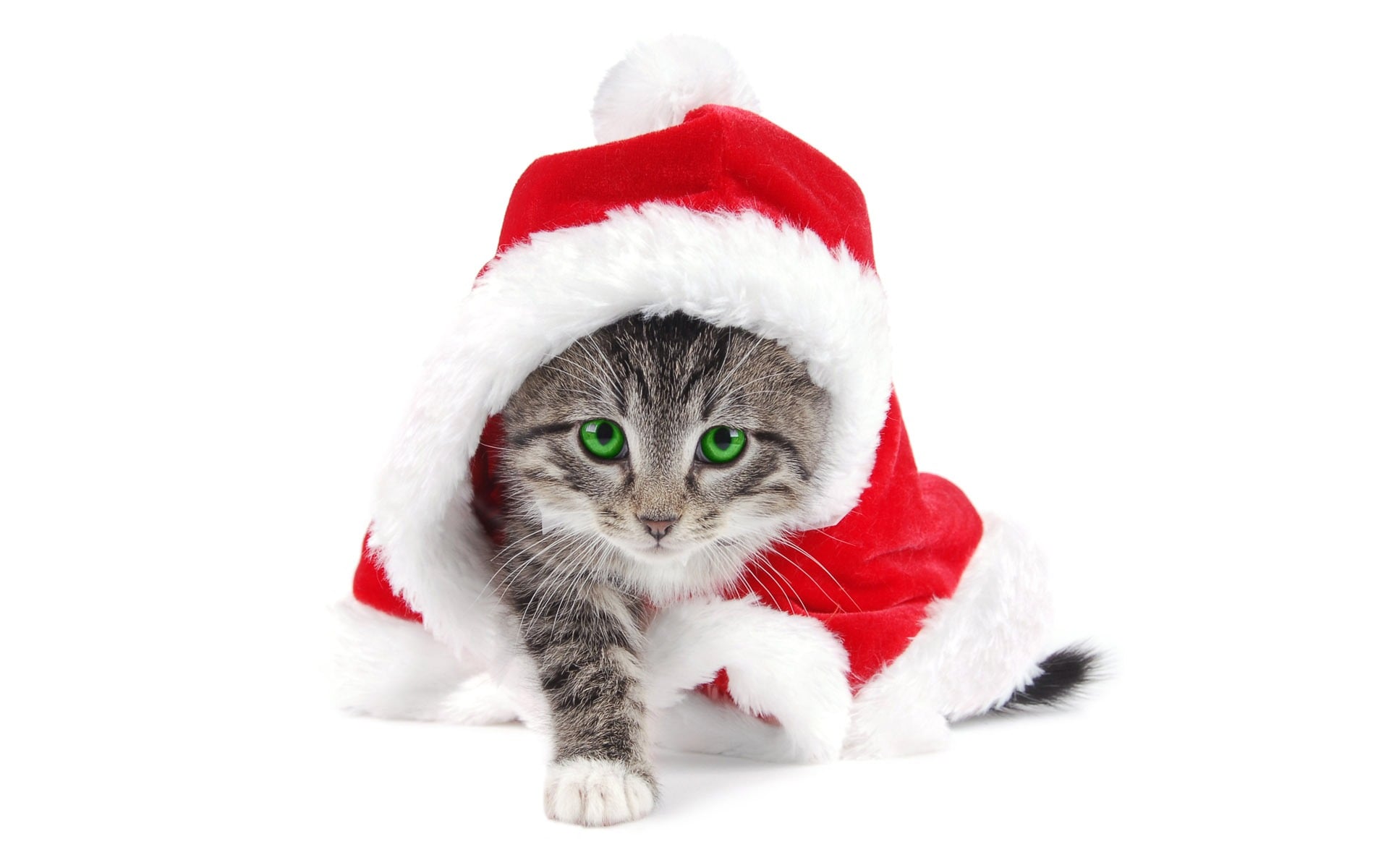 Guía de Regalos Navideños para Gatos