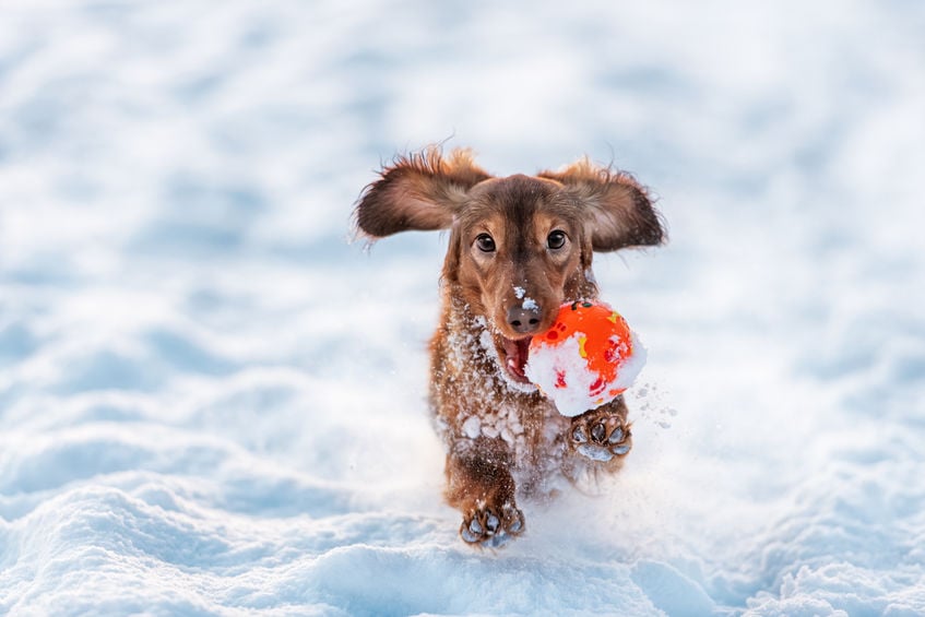 How much playtime does my dog need?