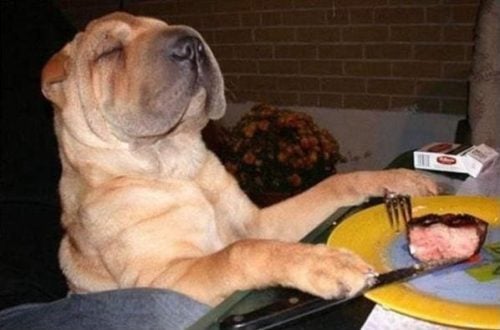 4 ingredientes que debes evitar al comprar comida para perros