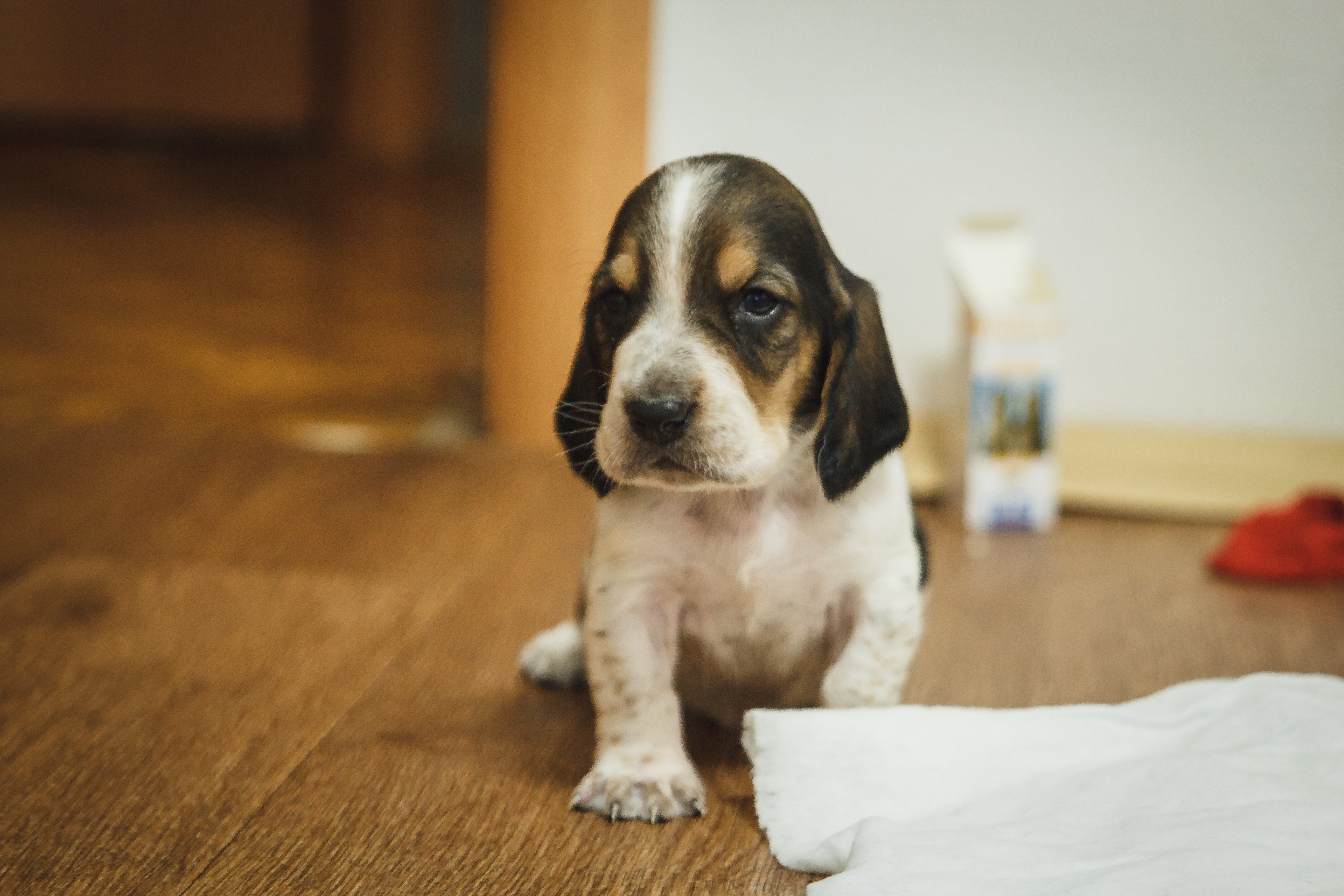Depresión en Perros: Señales Comunes, Causas y Soluciones Fáciles