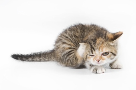 La Pulga del Gato Codiciosa