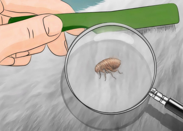 checking for fleas on pets