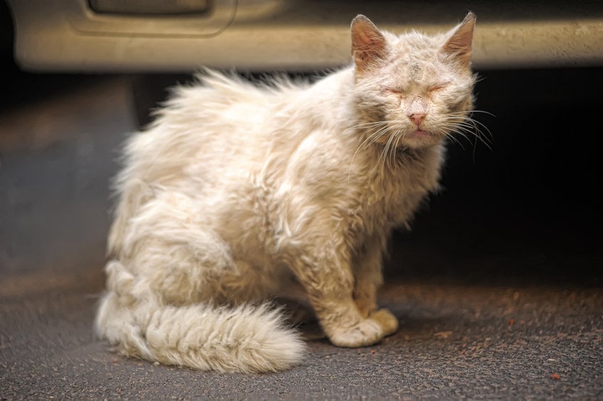 Why does my cat smell bad?
