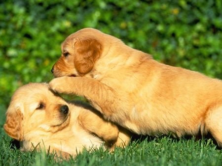 Ideas de Juegos y Tiempo de Juego para tu Cachorro