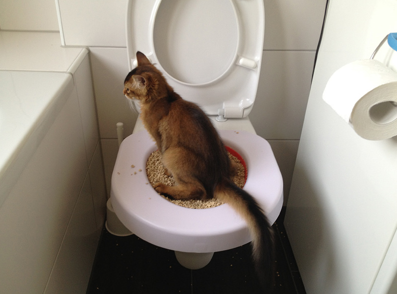 Enseña a Tu Gato a Usar el Baño